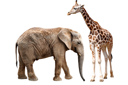 Kiest u bij stapelaars voor lengte of voor breedte?